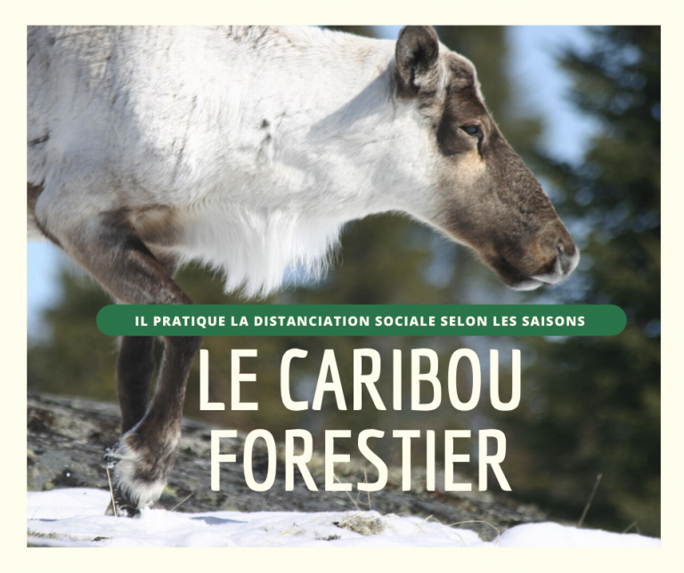 Pratique la distanciation sociale selon les saisons : le caribou forestier