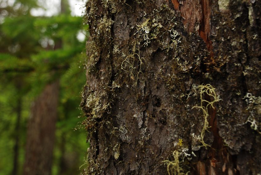 Tronc d'arbre en forêt macro par S. Paradis