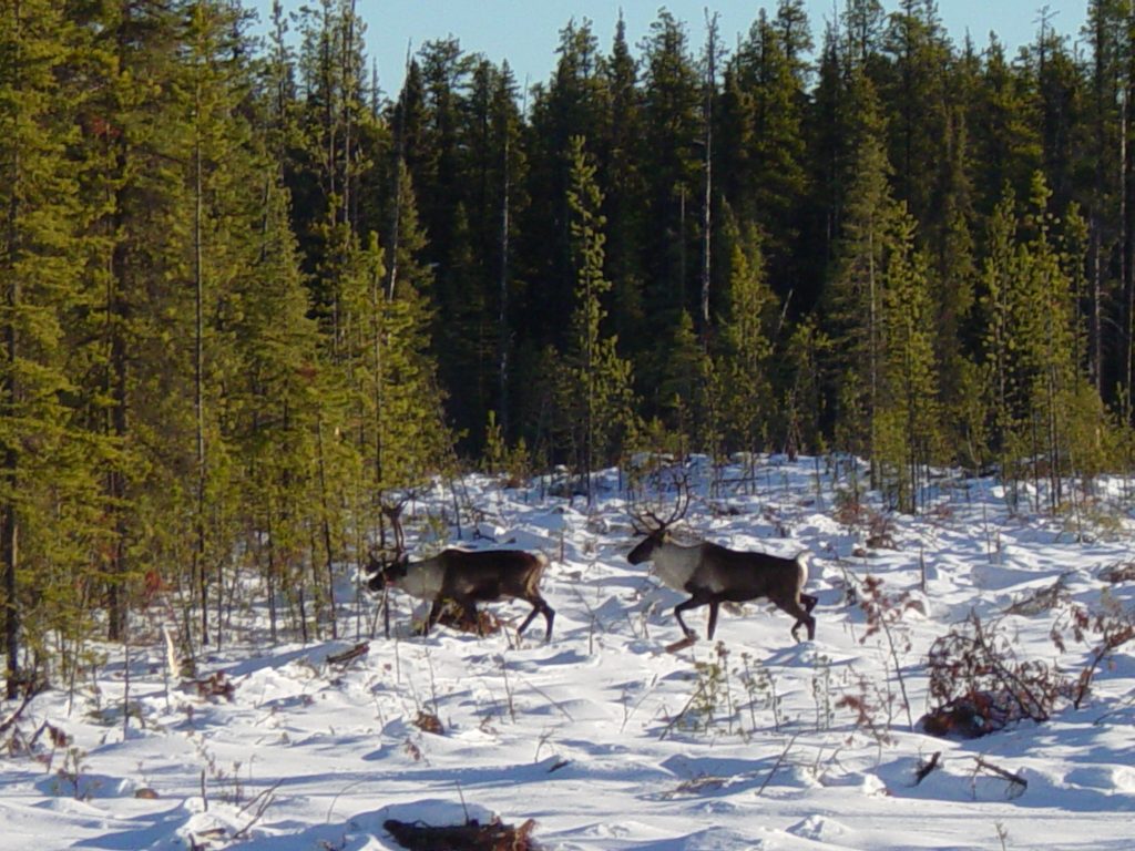 winter caribou