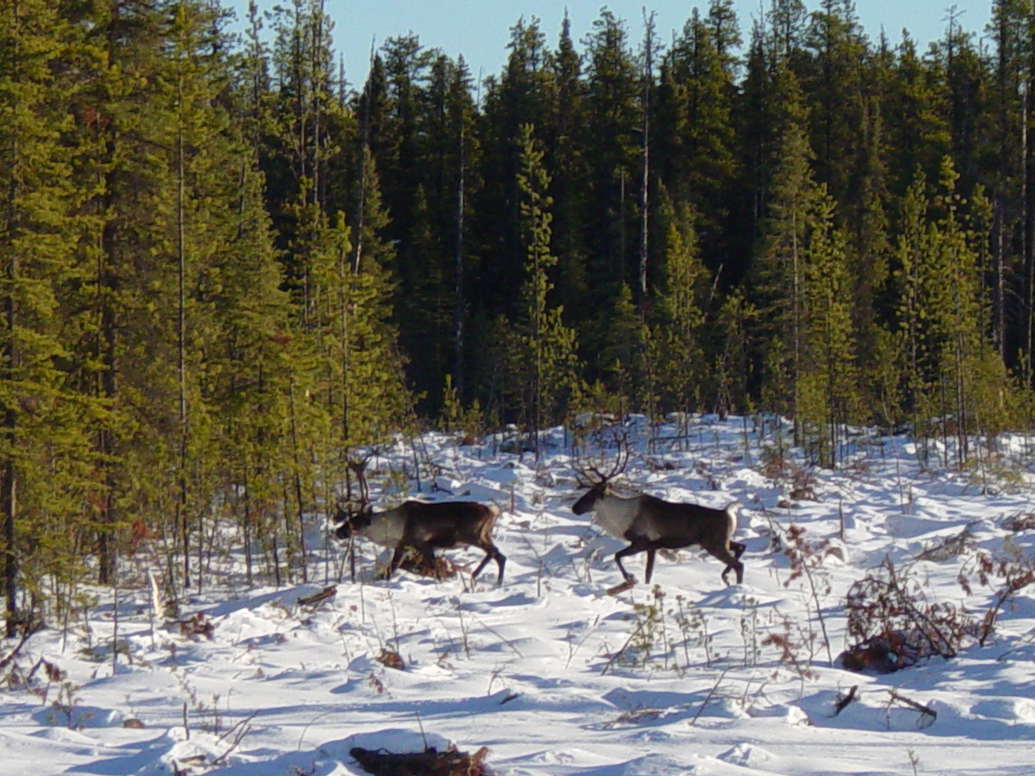 winter caribou